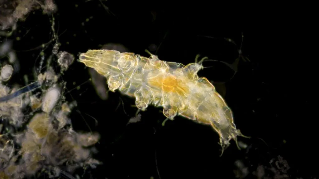 Les tardigrades, également connus sous le nom d'oursons d'eau, figuraient parmi les organismes multicellulaires surprenants découverts