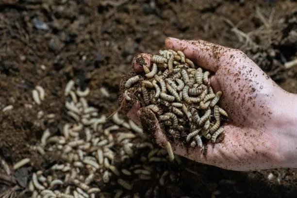 Black soldier fly larvae are a rapidly growing source of sustainable protein in the pet food industr