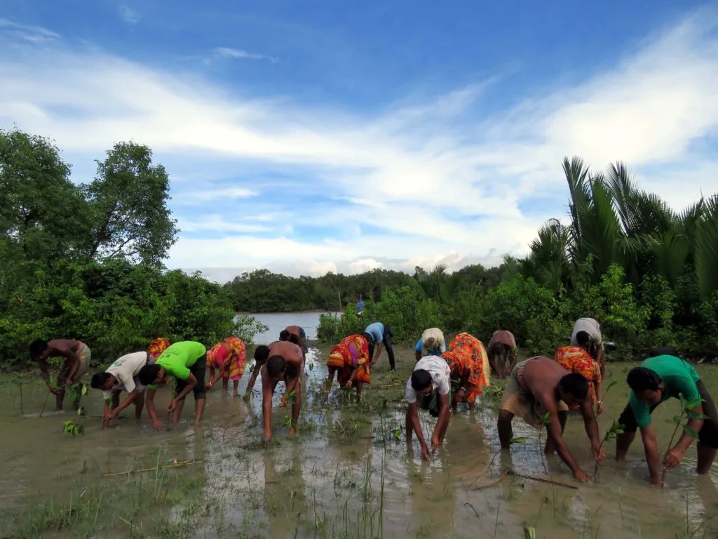 Le foreste di mangrovie sono difese naturali vitali contro l'innalzamento del livello del mare e le mareggiate, e il loro ripristino è una strategia di adattamento chiave per le comunità costiere vulnerabili in tutto il mondo.