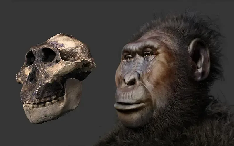 The robust skull of Paranthropus boisei, famously nicknamed "Nutcracker Man" by Mary Leakey, showcas