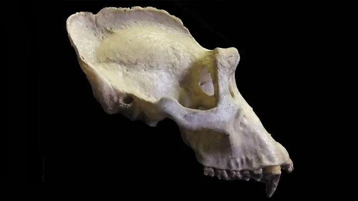 A prominent sagittal crest, a bony ridge along the top of the skull, anchored powerful temporalis mu