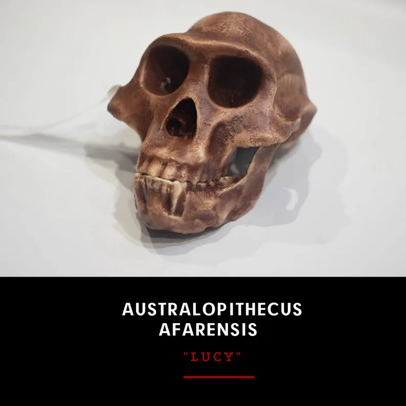 A fossilized skull of *Australopithecus afarensis*, an early hominid known for its strong jaws and t