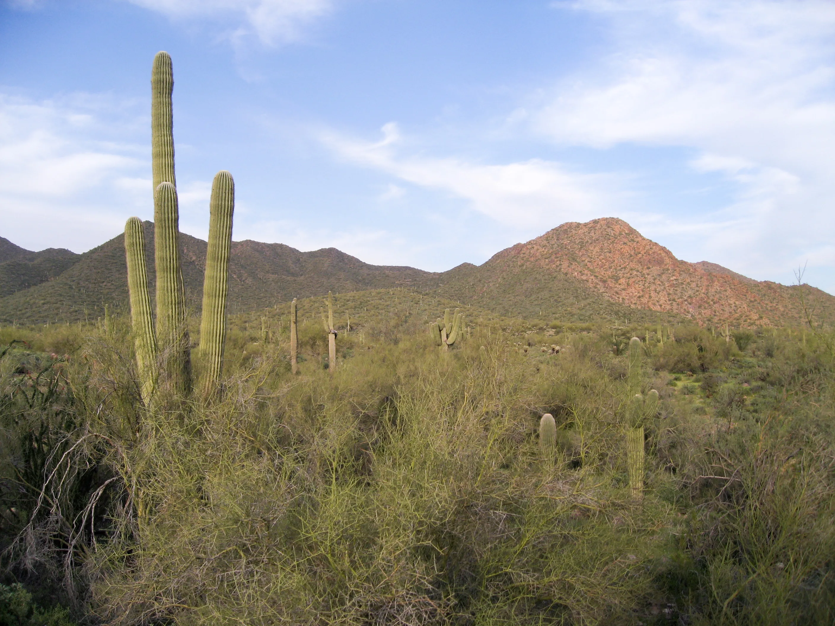 The Sonoran Desert, spanning parts of Arizona, California, and Mexico, is one of the hottest and lar