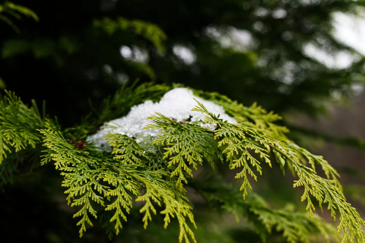Il cedro rosso orientale (Juniperus virginiana) è una specie invasiva nelle praterie del Nebraska, nota per la sua elevata infiammabilità dovuta al suo fogliame denso e oleoso. Questi alberi agiscono come 'combustibili a scala', permettendo agli incendi a terra di salire nelle chiome e diffondersi rapidamente, spesso bruciando con tale intensità da sterilizzare il suolo, ostacolando la ricrescita delle piante native. (Foto: Kristine Bruzite, Pexels)