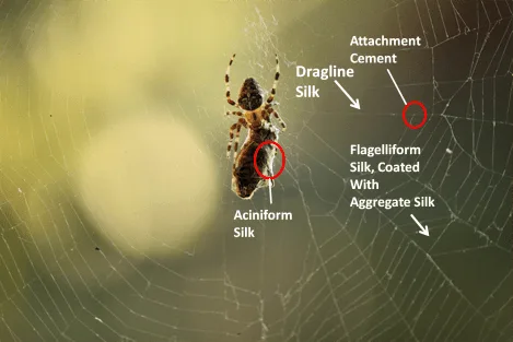 Spider silk, renowned for its extraordinary strength-to-weight ratio, is a key inspiration for scien