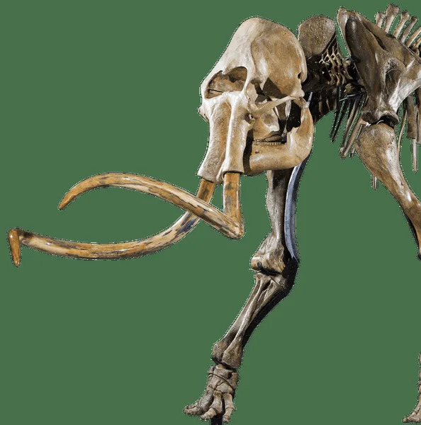 Woolly mammoths were a vital resource for ancient hunter-gatherers, whose migratory patterns often f
