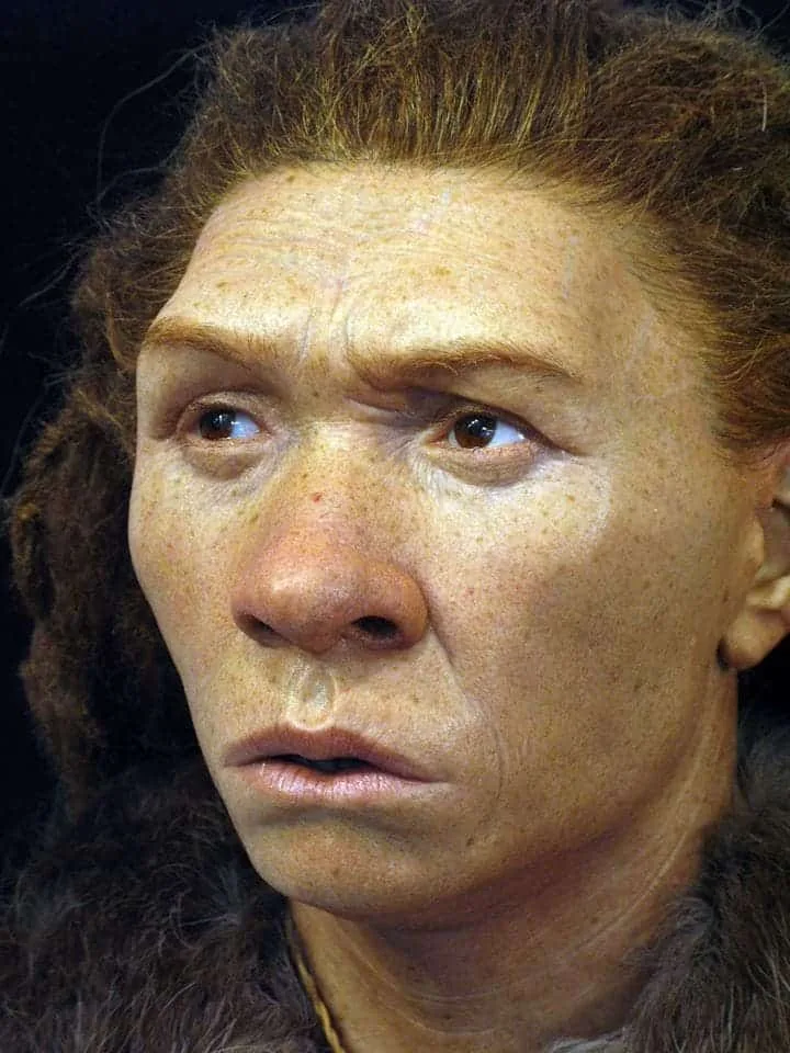 Neanderthals, an extinct species of human, encountered and interbred with Homo sapiens during ancien